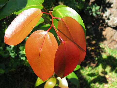 Image of Xylosma hawaiiense Seem.