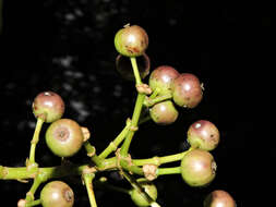 Imagem de Dendropanax caucanus (Harms) Harms