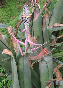 Image of Aechmea bromeliifolia (Rudge) Baker ex Benth. & Hook. fil.