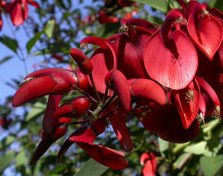 Plancia ëd Erythrina crista-galli L.