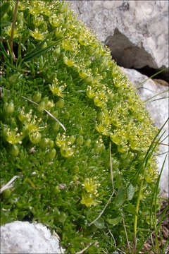 Plancia ëd Cherleria sedoides L.