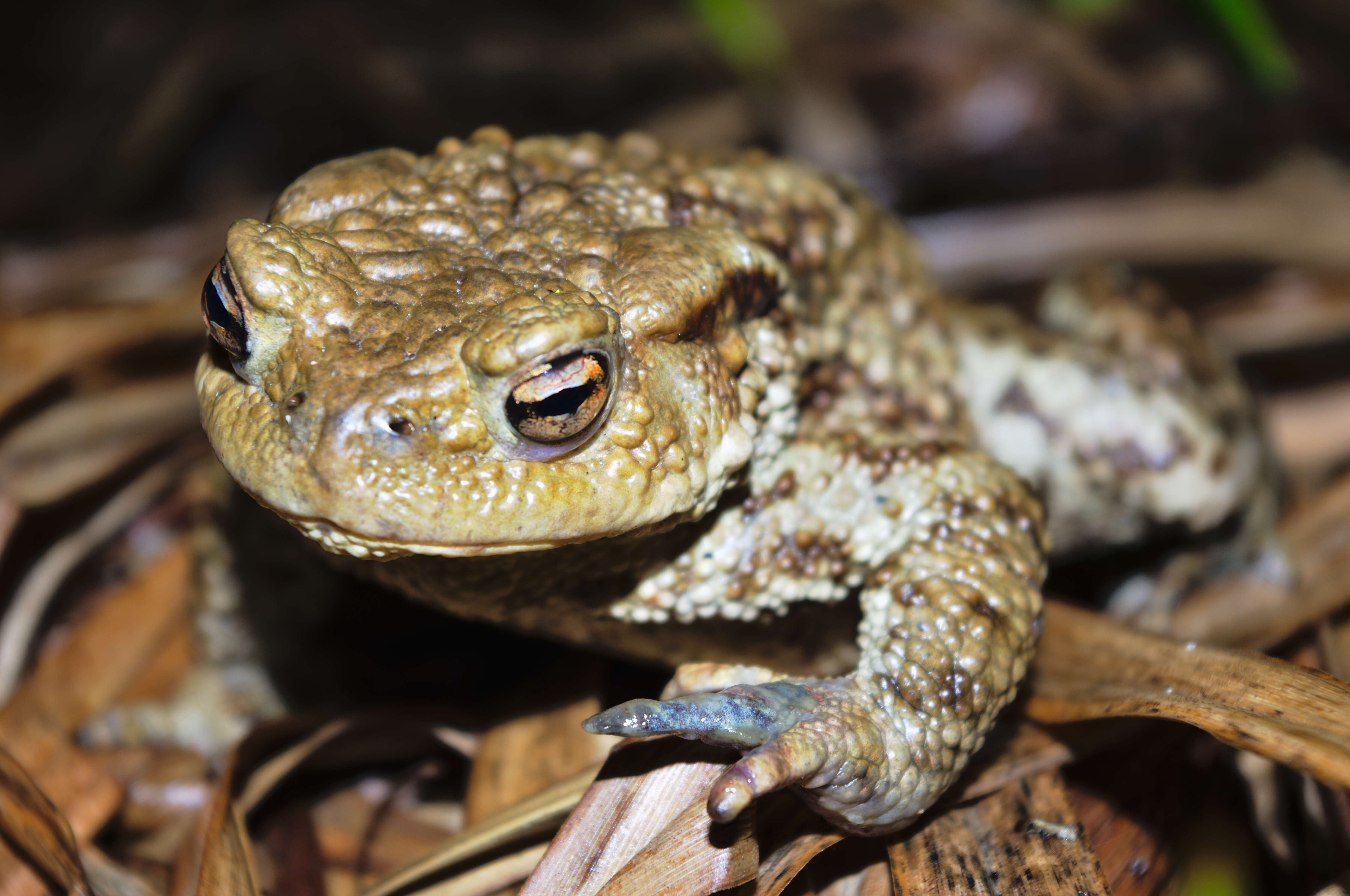 Image of Nile Valley Toad