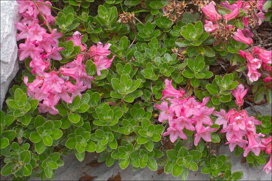 Image of Hairy Alpenrose