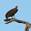 Image of Lappet-faced Vulture