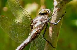 Image of hawker dragonfly