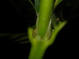 Image of Palicourea triphylla DC.