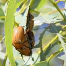 Sivun Scarabaeidae kuva