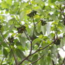 Sivun Tabernaemontana alternifolia L. kuva
