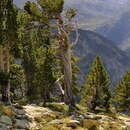 Image of mountain pine