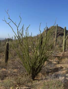 Imagem de Fouquieria splendens Engelm.