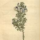 Image of Psoralea aculeata L.