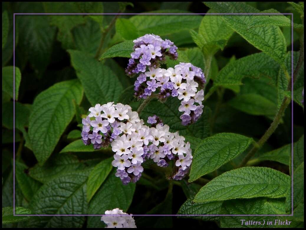 Image of heliotrope