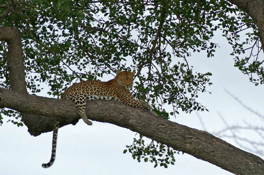 Image of big cats