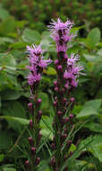 Image of Heller's blazing star