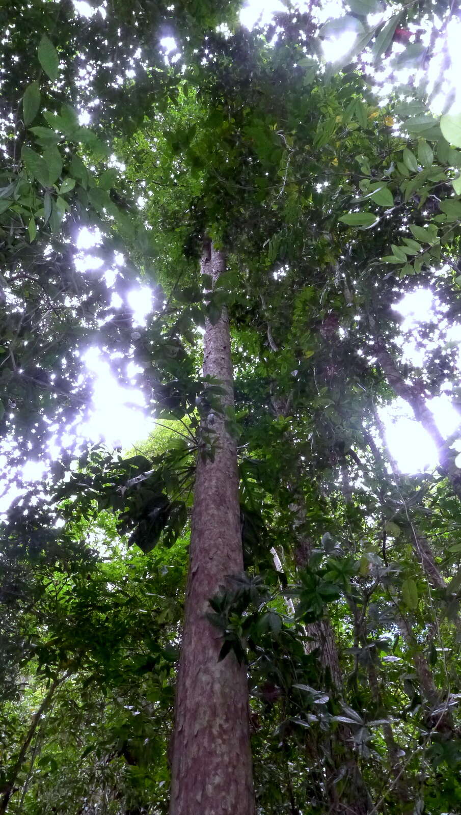 Image of brazil-nut family