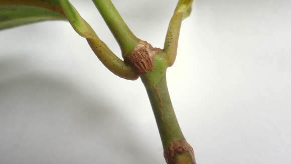 Image of Miconia cinnamomifolia (DC.) Naud.