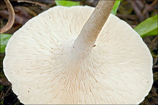 Image of Lentinus