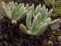 Imagem de Dudleya