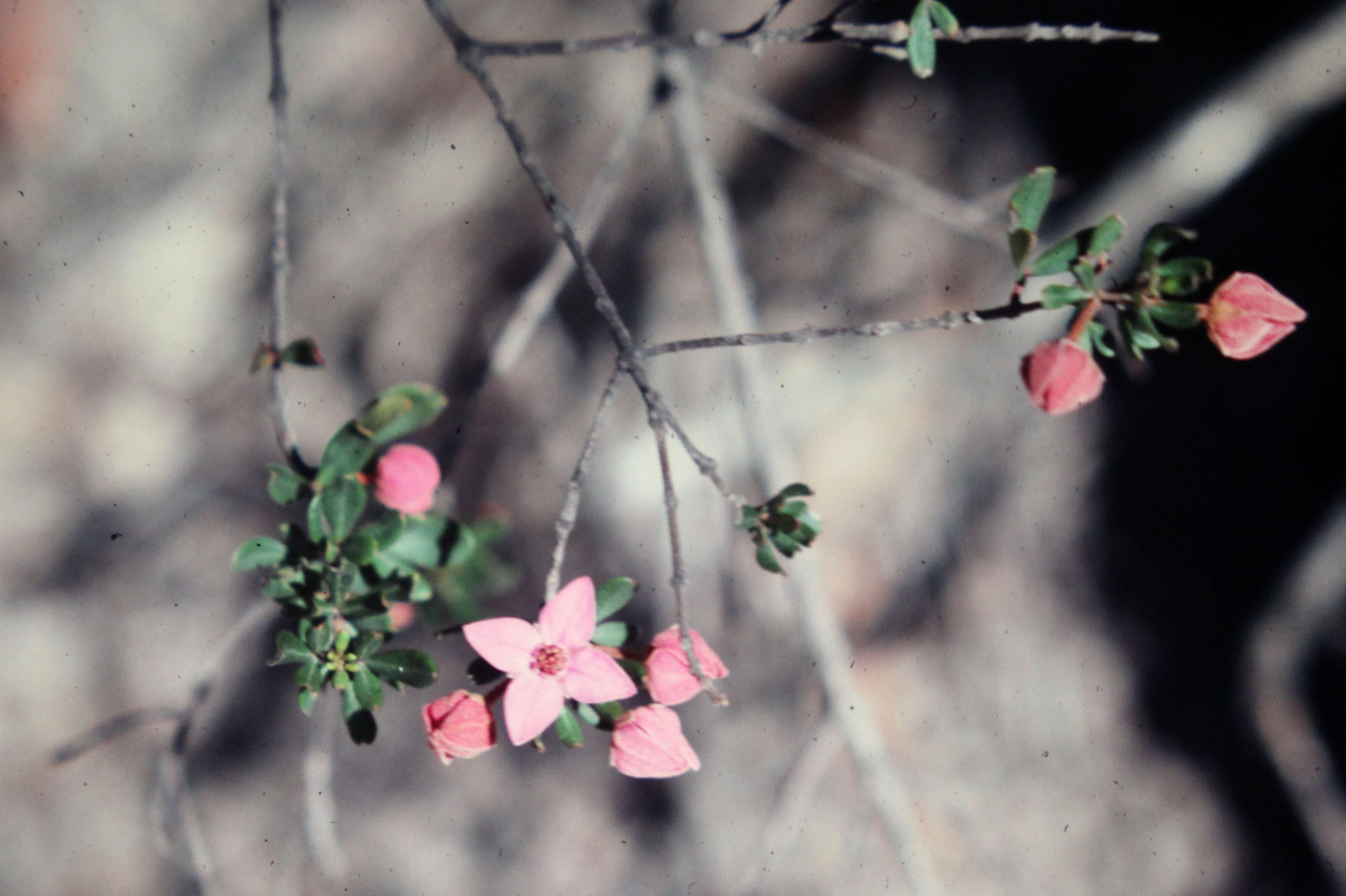 Image of Boronia rubiginosa A. Cunn. ex Endl.