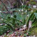 Image of Fraser's Sedge