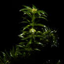 Image of Water-Thyme