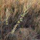 Image of Artemisia austriaca Jacq.