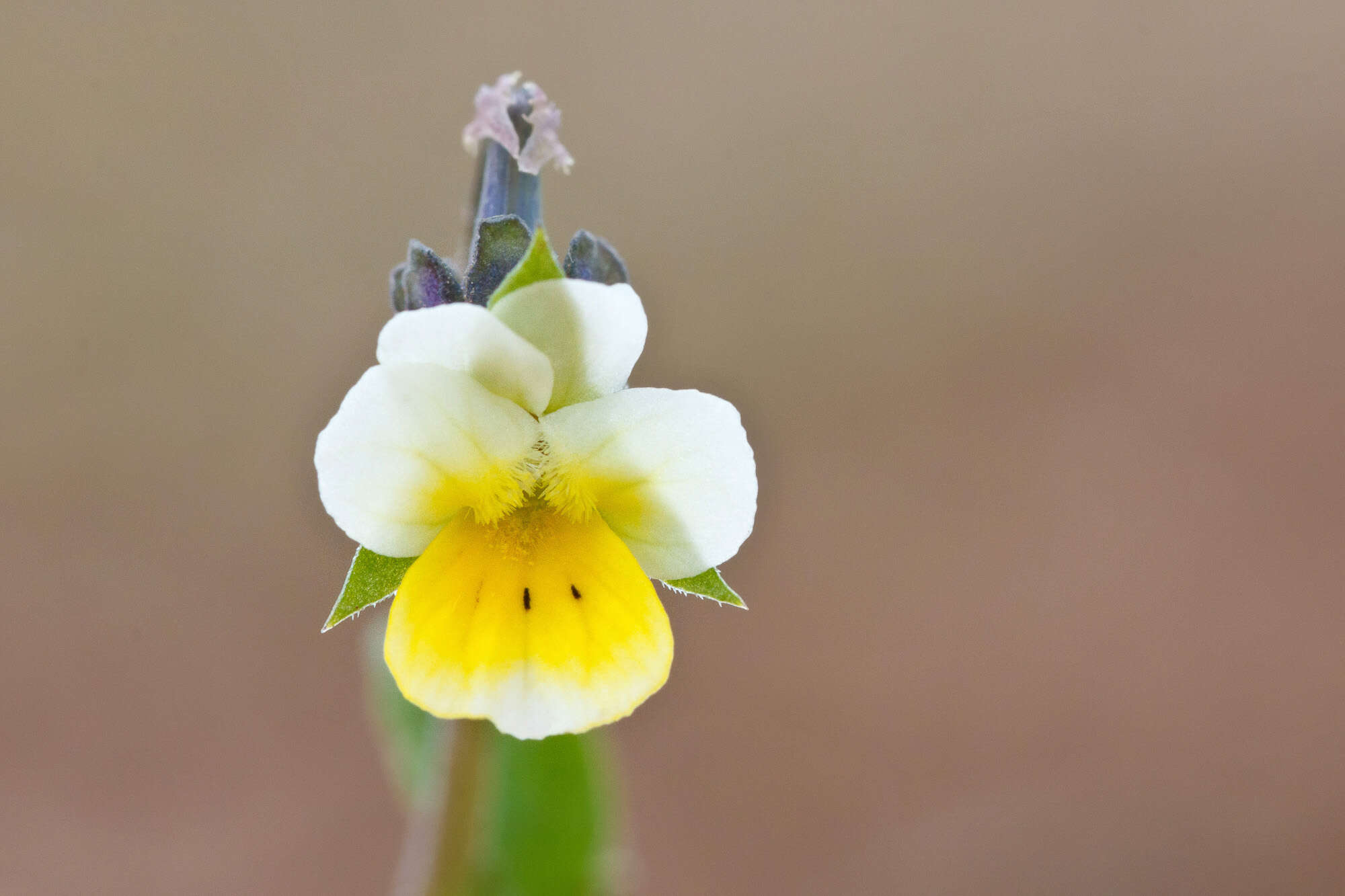 Image of Dwarf Pansy