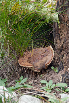 Слика од Ganoderma resinaceum Boud. 1889