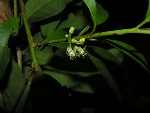 Image of Erythroxylum macrophyllum Cav.