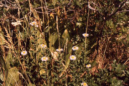 Image of aspen fleabane