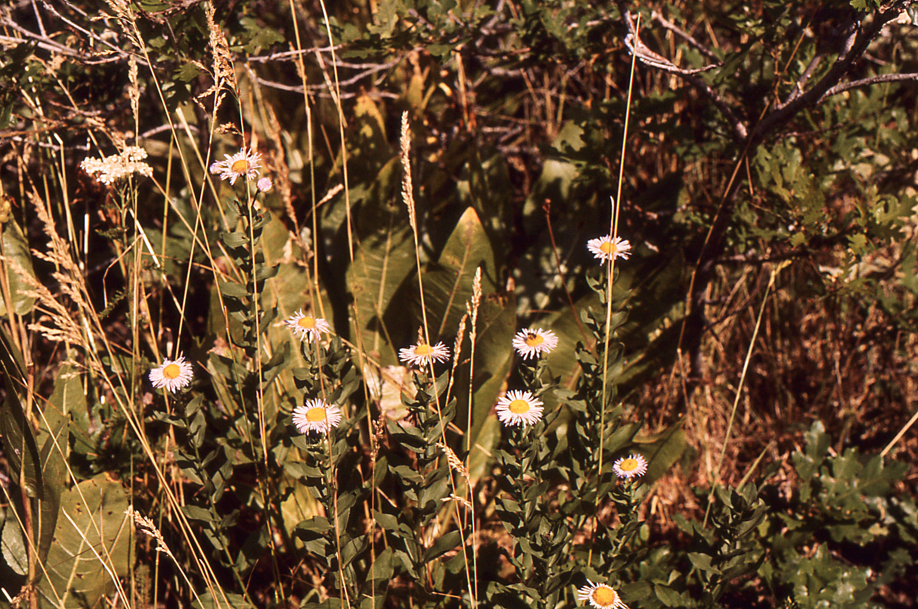 Image de Erigeron speciosus (Lindl.) DC.