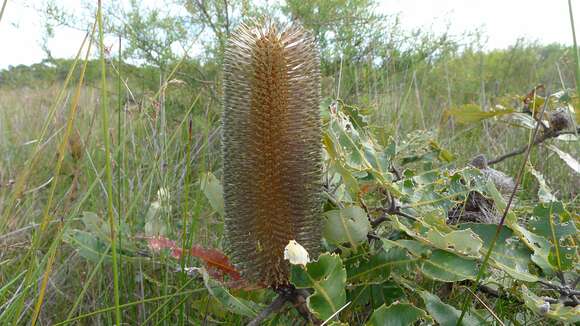 Image of banksia