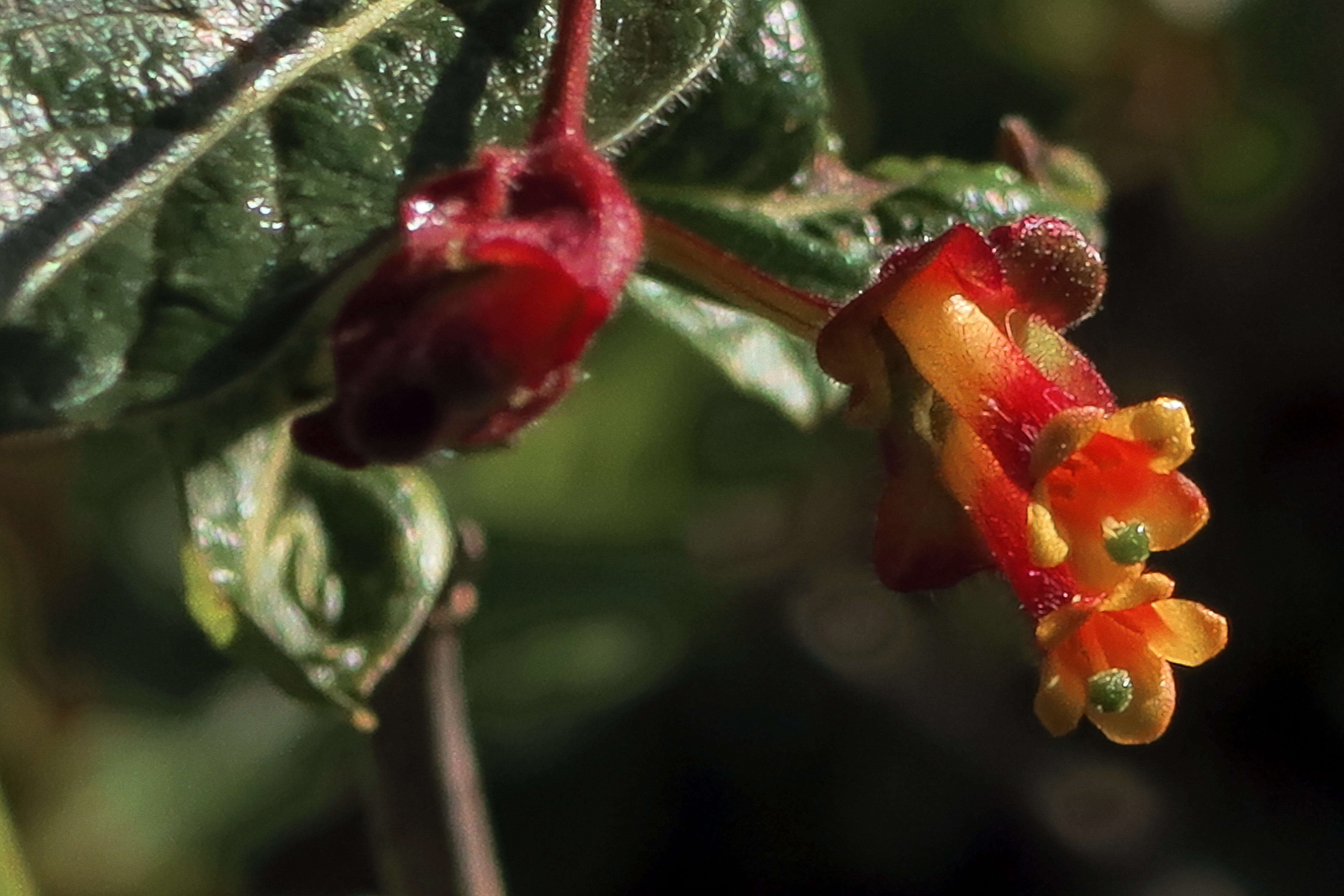 Image of honeysuckle