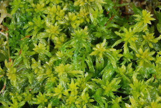 Sphagnum falcatulum Bescherelle 1885的圖片