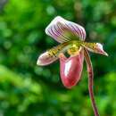 Image of Slipper orchid