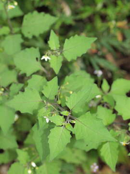 Image of black nightshade