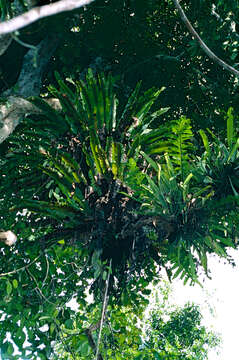 Image of spleenwort