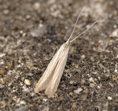 Image of Coleophora striatipennella Nylander & Tengström