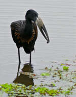 Image of Openbill stork