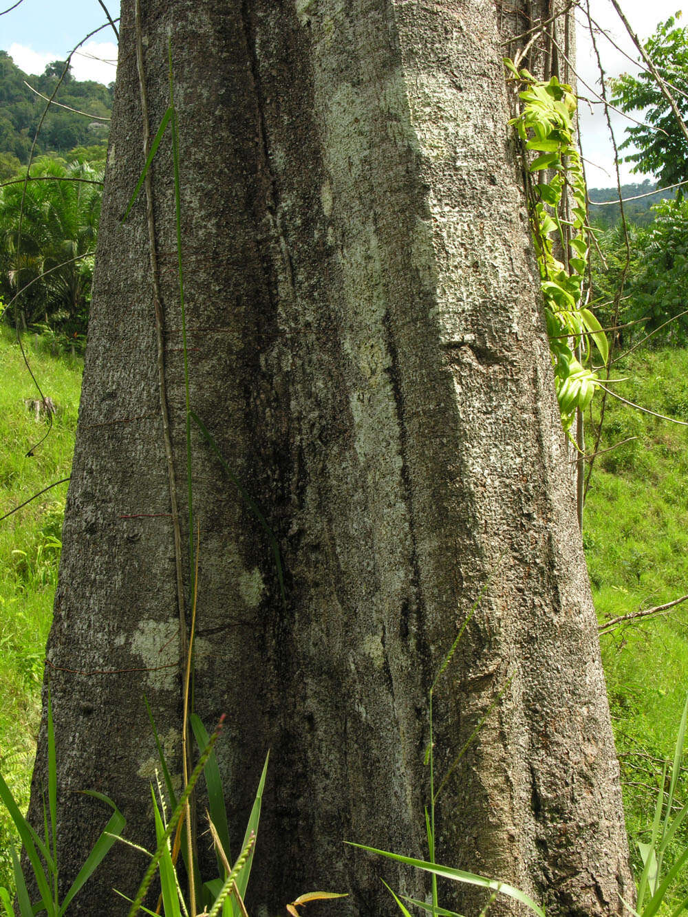 Image of Sloanea garcia-cossioi Pal.-Duque