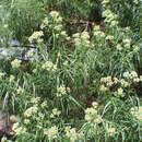 Sivun Cassinia longifolia R. Br. kuva