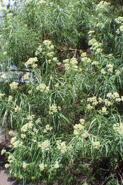 Plancia ëd Cassinia longifolia R. Br.