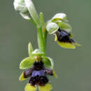 Image of Ophrys insectifera subsp. aymoninii Breistr.