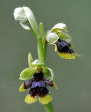 Image de Ophrys insectifera subsp. aymoninii Breistr.