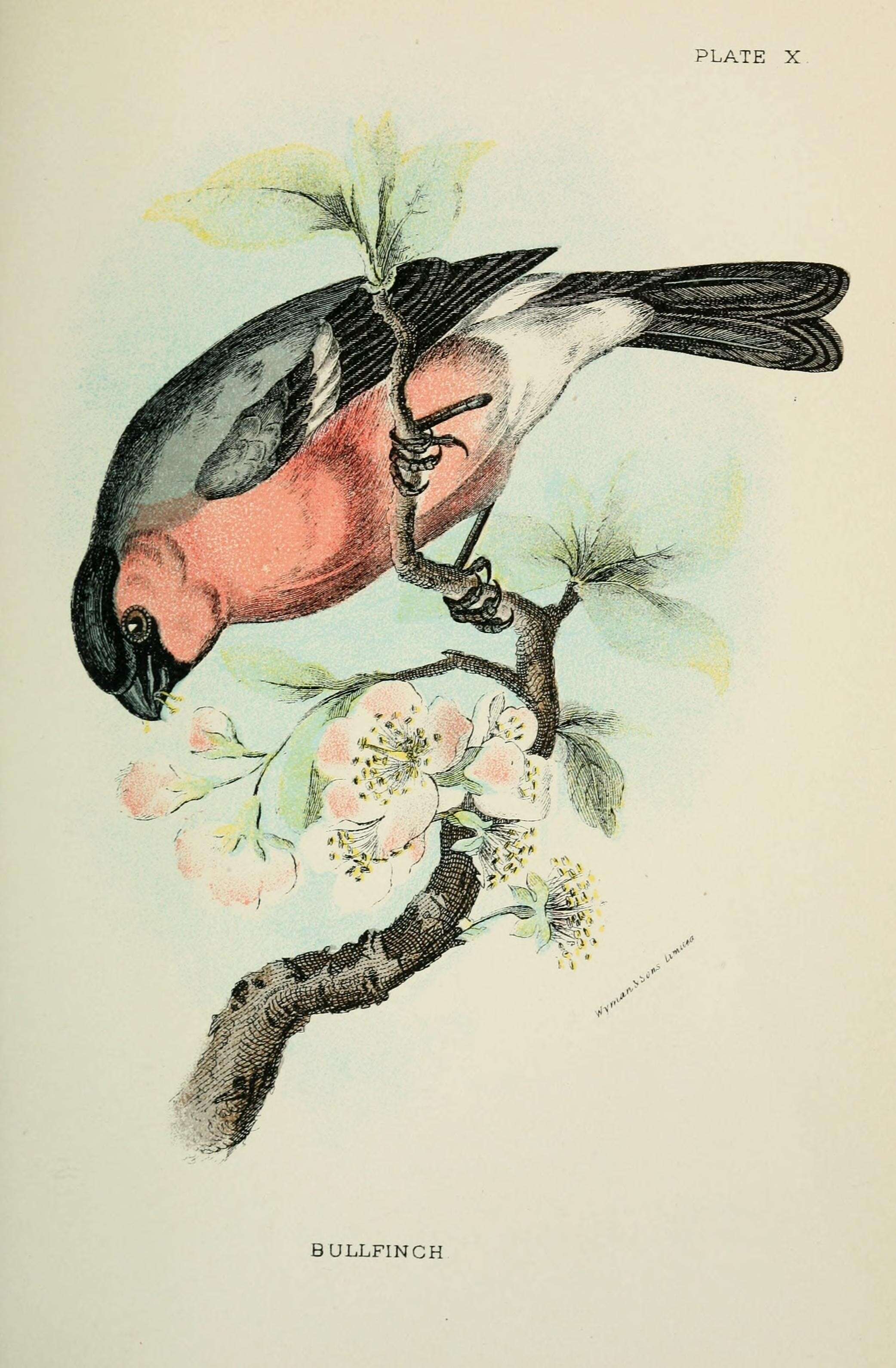 Image of Pyrrhula Brisson 1760