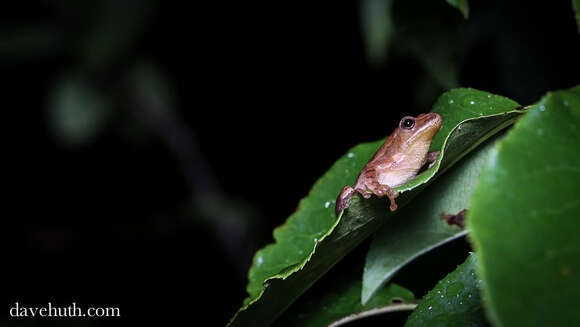 Pseudacris crucifer (Wied-Neuwied 1838) resmi