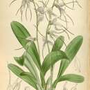 Image of Masdevallia polysticta Rchb. fil.