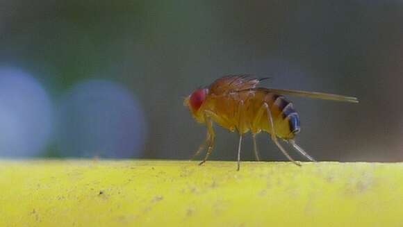 Image of vinegar flies