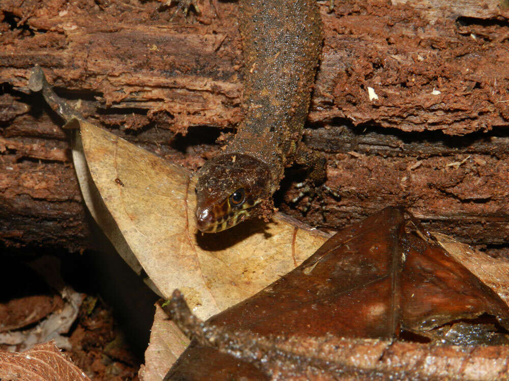 Image of night lizards