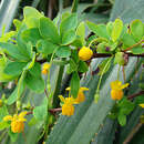 Image of Berberis rotundifolia Poepp. & Endl.